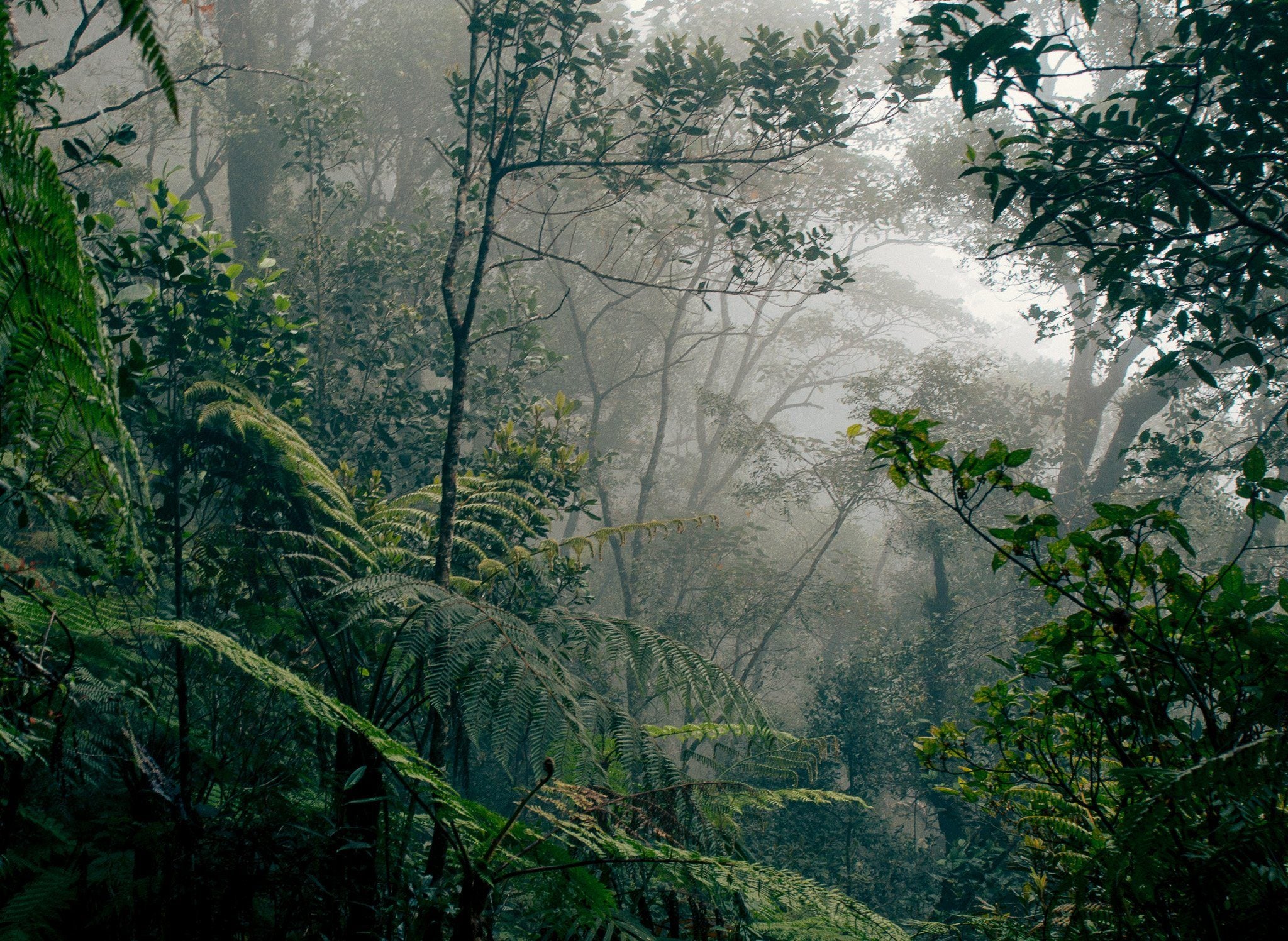 Borneo rainforest on a misty, damp day