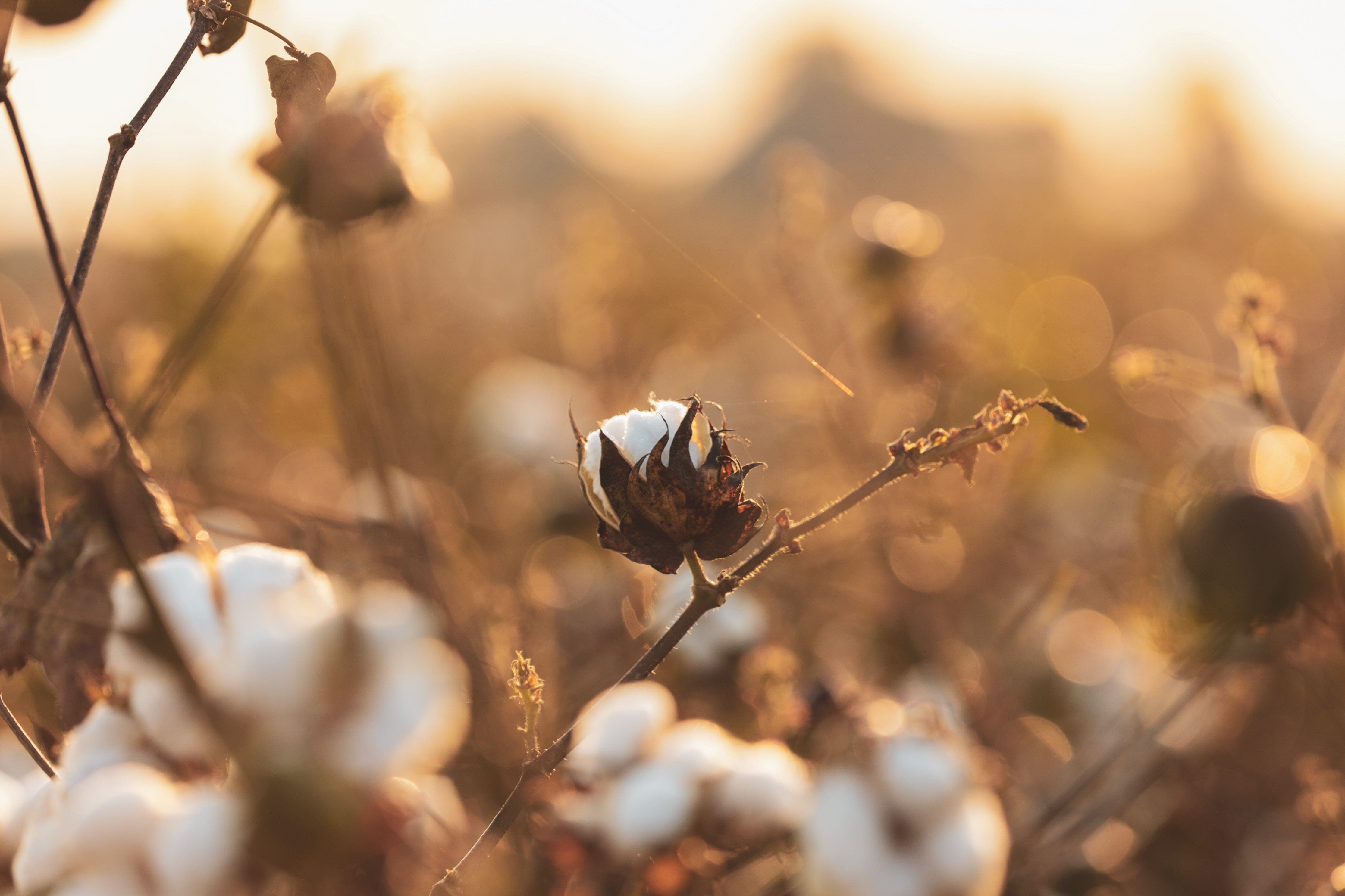 Organic cotton Vs Polyester- Why it matters?