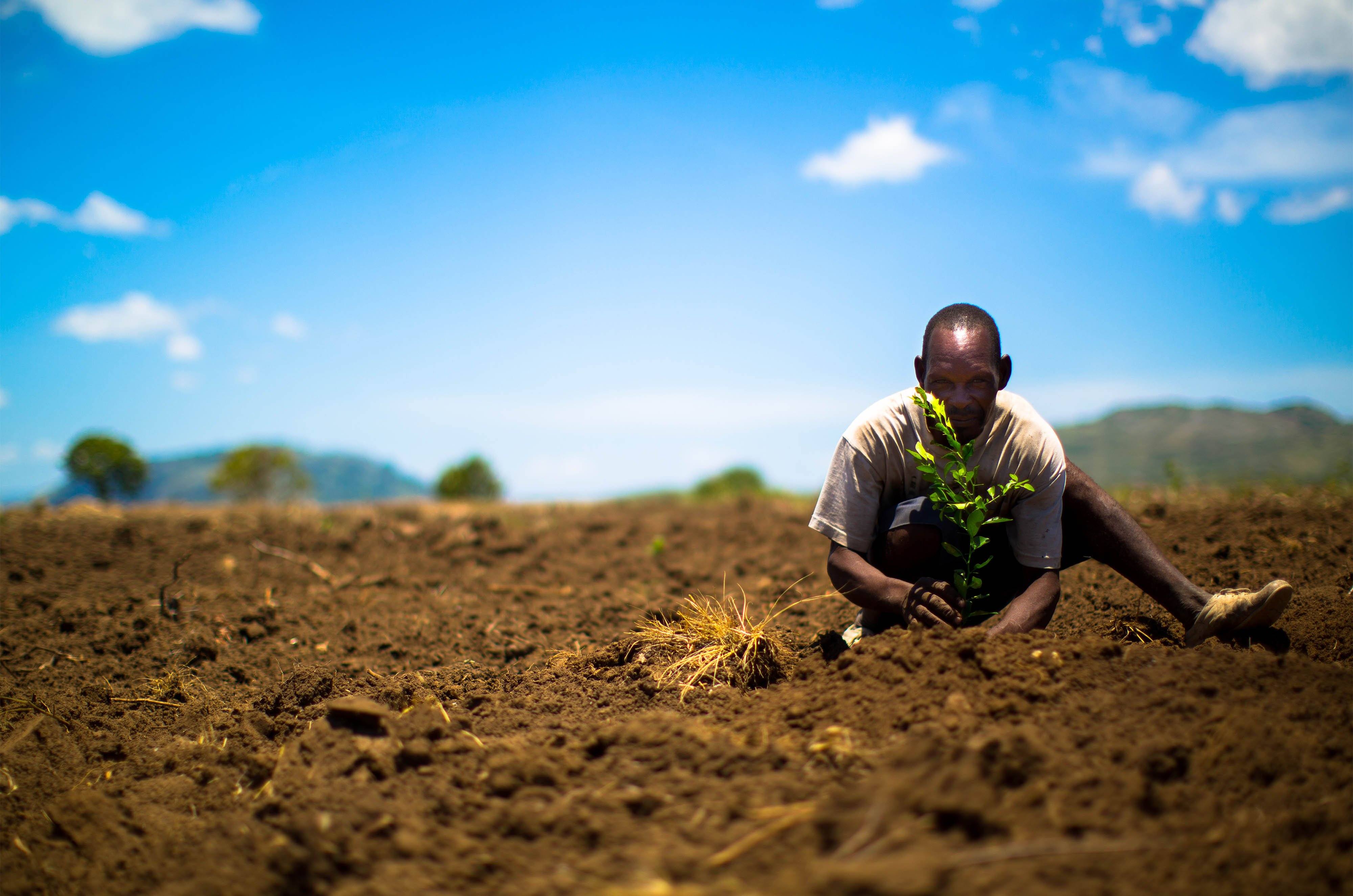 Tree Planting