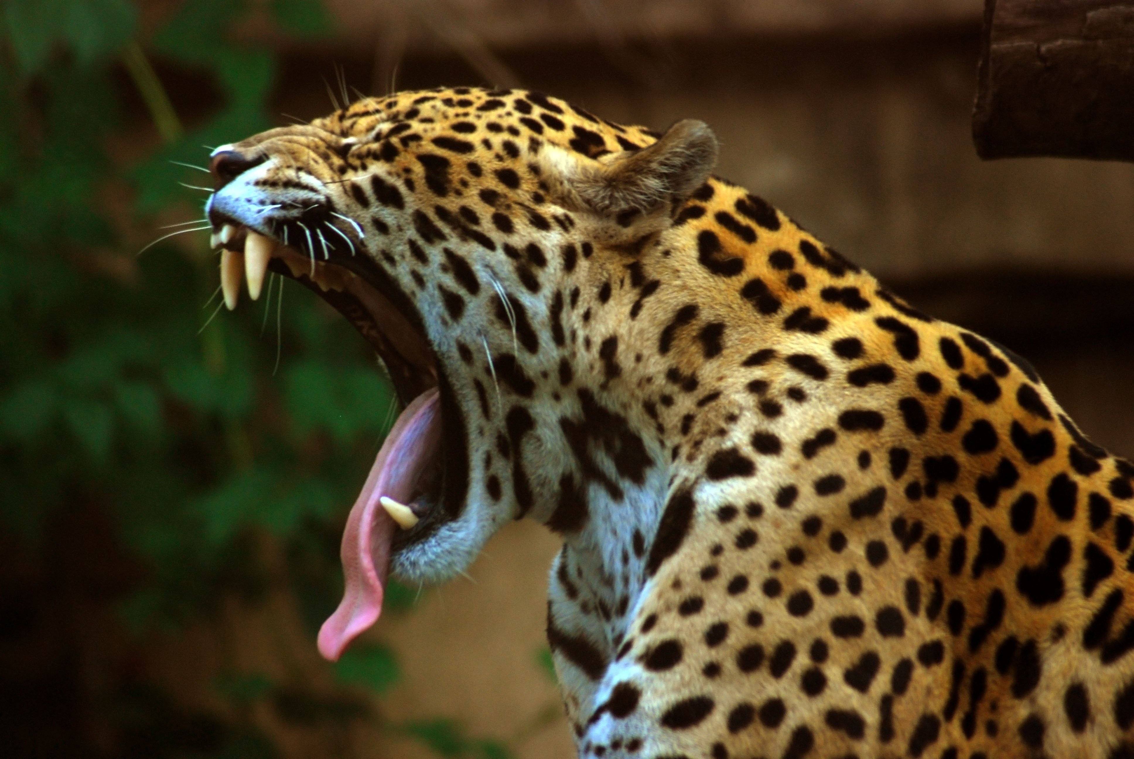 Jaguar yawning with mouth open wide