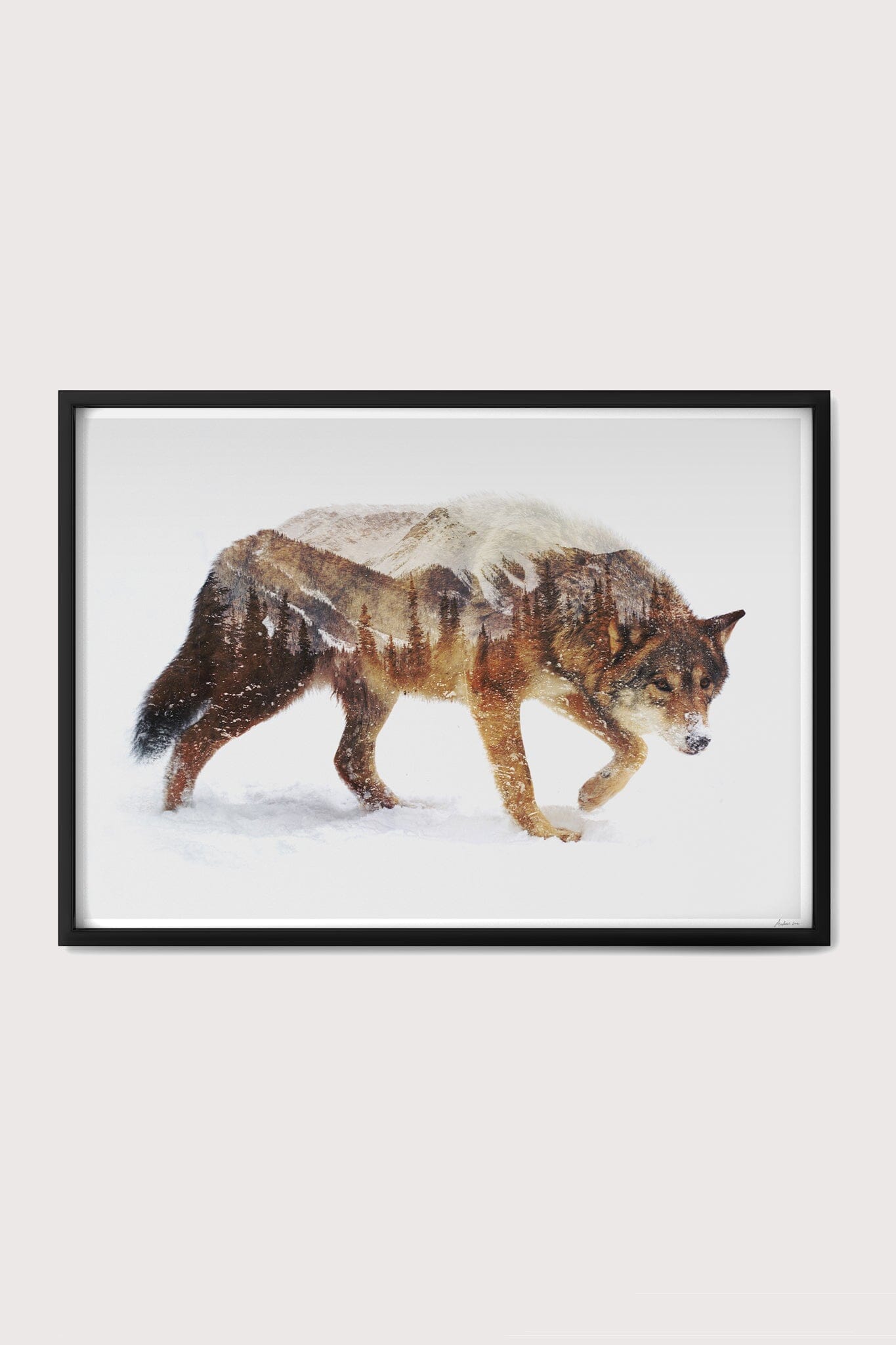Arctic Wolf Fine Art Print