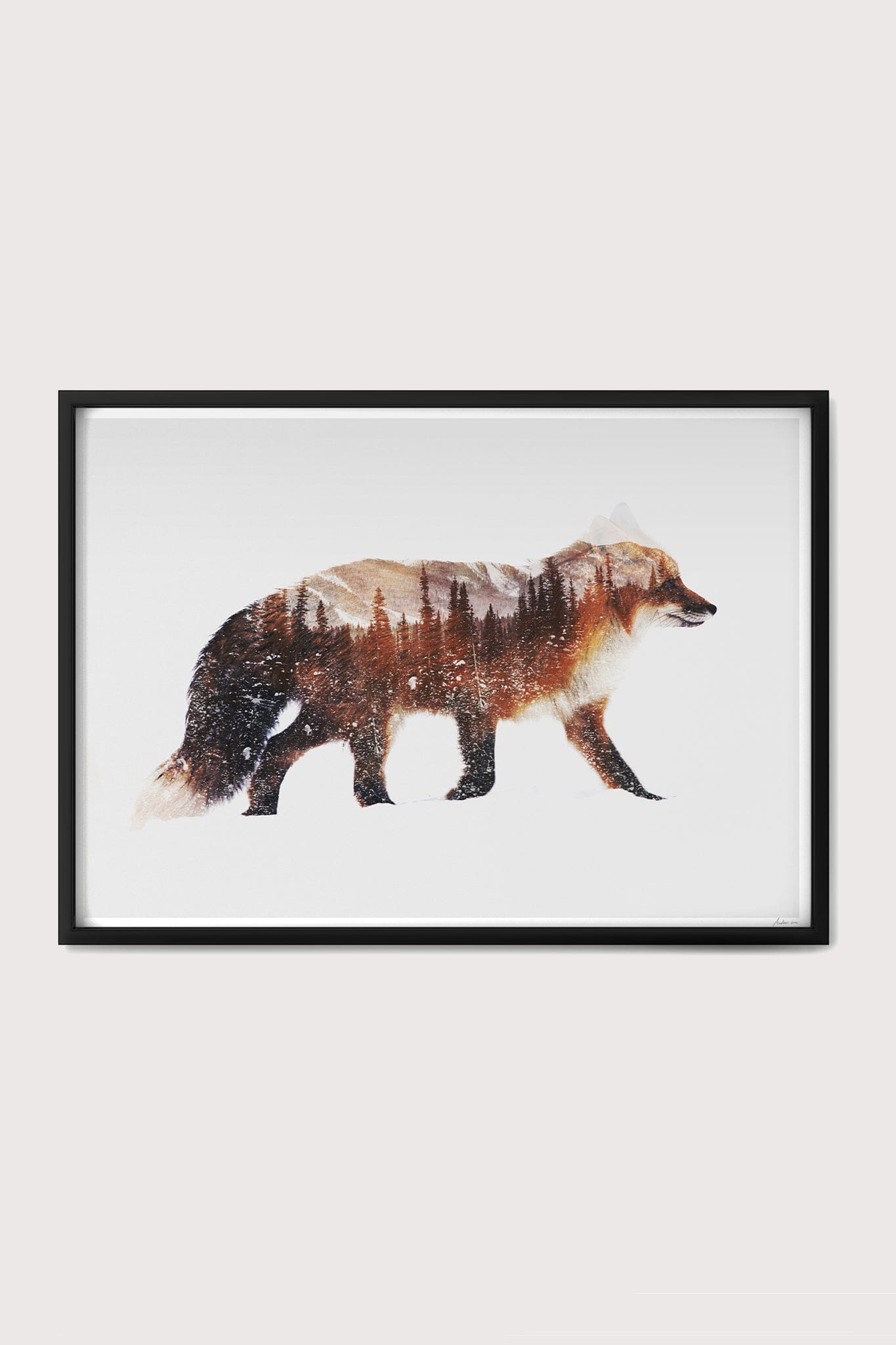 Arctic Red Fox Fine Art Print